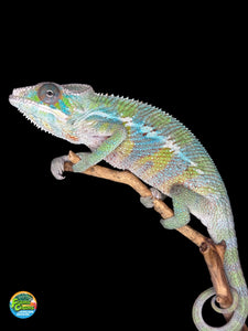 Beautiful Ambilobe Panther Chameleon on a branch with a black background for sale at FramsChams