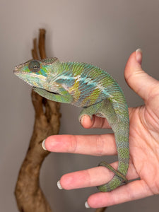 Ambilobe Panther Chameleon on a person's hand with a neutral background