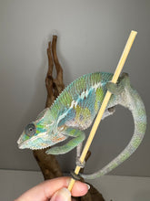 Load image into Gallery viewer, Ambilobe Chameleon on a branch held by a hand against a gray background available at FramsChams
