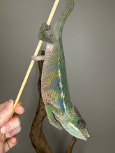 Load image into Gallery viewer, Panther Chameleonhanging upside down on a branch held by a hand against a gray background
