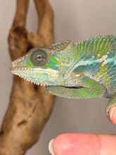 Load image into Gallery viewer, Green ambilobe panther chameleon on a person&#39;s finger with a neutral background staring into the camera
