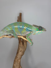 Load image into Gallery viewer, Ambilobe Panther Chameleon on a branch against a gray background
