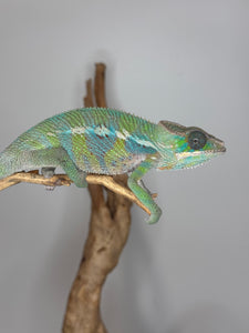 Ambilobe Panther Chameleon on a branch against a gray background