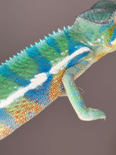 Load image into Gallery viewer, AMBANJA Panther Chameleon: (E21)
