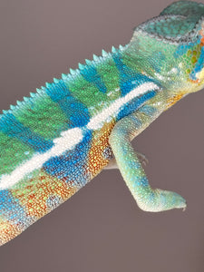 AMBANJA Panther Chameleon: (E21)