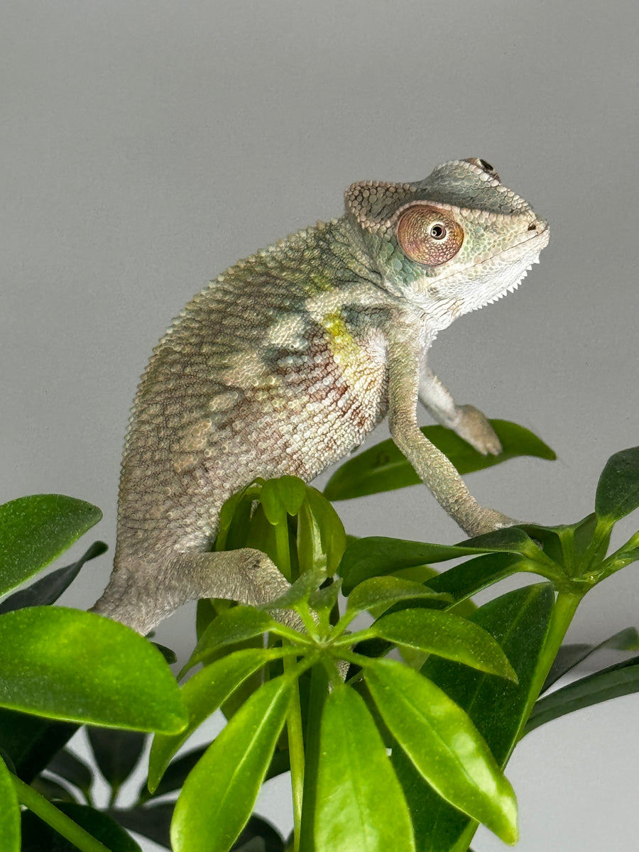 AMBILOBE male panther chameleon: Flash x Opal (R3) – FramsChams Panther ...