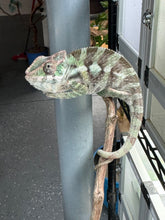 Load image into Gallery viewer, SAMBAVA Panther Chameleon: (E31)
