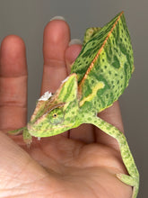 Load image into Gallery viewer, Calm Juvenile Female Veiled Chameleon – Captive Bred &amp; Healthy | S1
