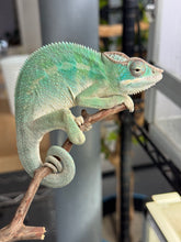 Load image into Gallery viewer, AMBILOBE Panther Chameleon: (E28)
