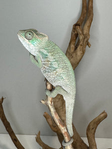 AMBILOBE Panther Chameleon: (E7)