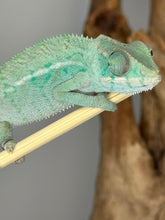 Load image into Gallery viewer, NOSY BE Panther Chameleon male: (E28)
