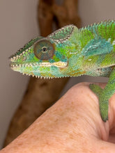 Load image into Gallery viewer, Closeup of green chameleon on a hand
