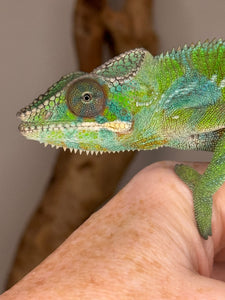 Closeup of green chameleon on a hand