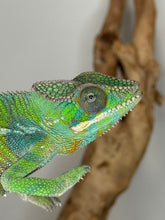 Load image into Gallery viewer, Friendly panther chameleon looking into the camera
