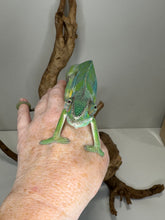 Load image into Gallery viewer, Green ambilobe panther chameleon sitting on the back of a hand
