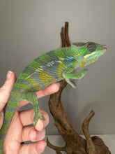 Load image into Gallery viewer, Striking ambilobe panther chameleon from Flash Jr. x Aslan available at FramsChams.
