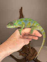 Load image into Gallery viewer, Green chameleon on a person&#39;s hand with a neutral background
