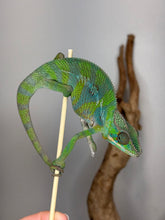 Load image into Gallery viewer, Green ambilobe panther chameleon with blue bars on a stick
