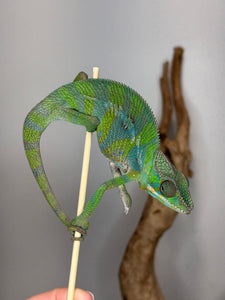 Green ambilobe panther chameleon with blue bars on a stick