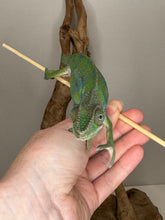 Load image into Gallery viewer, Green chameleon walking onto a hand
