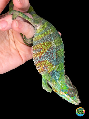 Colorful Flash Jr. x Aslan ambilobe panther chameleon on a person's hand with a black background for sale at FramsChams.