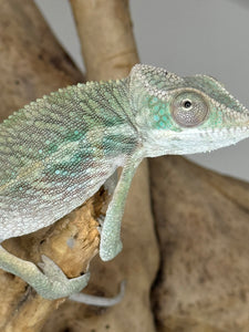 AMBILOBE Panther Chameleon male:(E15)