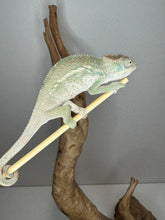 Load image into Gallery viewer, AMBILOBE Panther Chameleon male: (E25)
