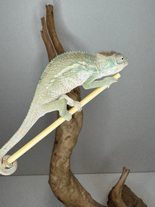 AMBILOBE Panther Chameleon male: (E25)