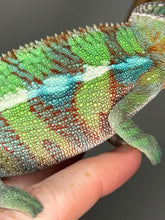 Load image into Gallery viewer, AMBILOBE Male Panther Chameleon: (E7)
