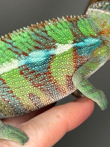 AMBILOBE Male Panther Chameleon: (E7)