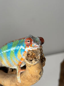 AMBILOBE Panther Chameleon: (J1)