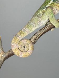 AMBILOBE Panther Chameleon: (E6)