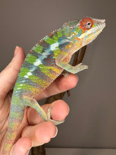 Load image into Gallery viewer, AMILOBE Panther Chameleon: (E32)
