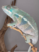 Load image into Gallery viewer, AMBILOBE Panther Chameleon: (E14)

