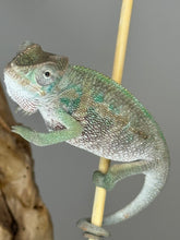 Load image into Gallery viewer, Ambilobe Male Panther Chameleon: Flash x Opal (E13)
