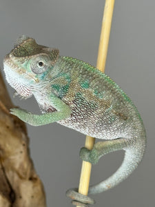 Ambilobe Male Panther Chameleon: Flash x Opal (E13)