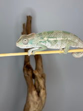 Load image into Gallery viewer, AMBILOBE Panther Chameleon male: (E25)
