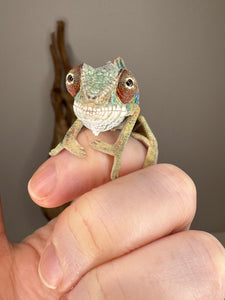 🌈 Young Male Ambilobe Panther Chameleon | Flash Jr. x Aslan - Bold Coloration, Friendly Temperament | E34