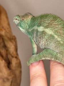 AMBANJA Panther Chameleon: (E22)