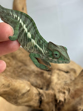 Load image into Gallery viewer, Ambilobe Panther Chameleon: Jimmy Walker x Dianne (R5)
