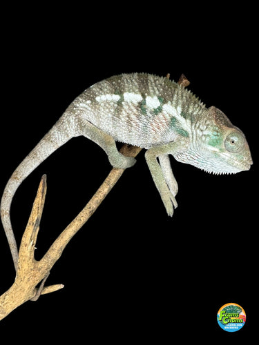 Future red body ambilobe panther chameleon for sale at FramsChams