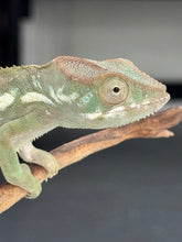 Load image into Gallery viewer, AMBILOBE FEMALE Panther Chameleon: 🚺 (E34)
