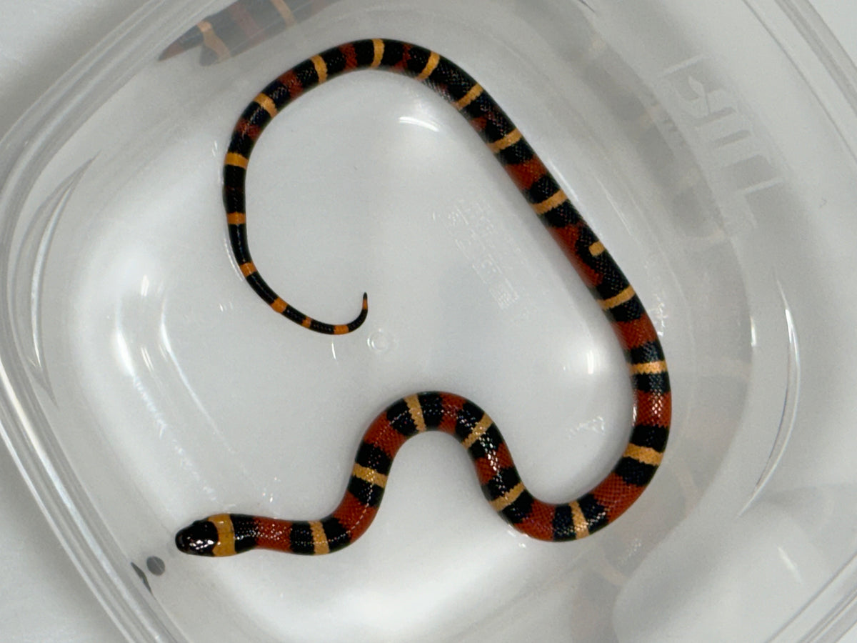 Apricot Pueblan Milk Snake- (MS5) – FramsChams Panther Chameleons
