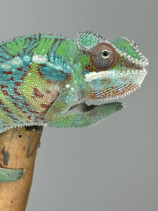 AMBILOBE Male Panther Chameleon: (E5)