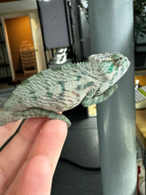 Load image into Gallery viewer, AMBANJA X ANKIFY Panther Chameleon:(S4)
