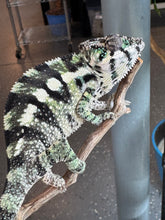 Load image into Gallery viewer, SAMBAVA Panther Chameleon: (E11)
