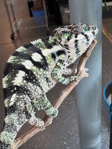 SAMBAVA Panther Chameleon: (E11)