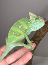 Load image into Gallery viewer, FEMALE Veiled Chameleon (I10)
