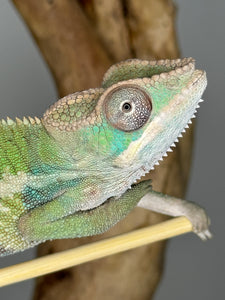 AMBILOBE Panther Chameleon male: (E1)