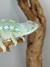 Load image into Gallery viewer, AMBILOBE Panther Chameleon: (E21)
